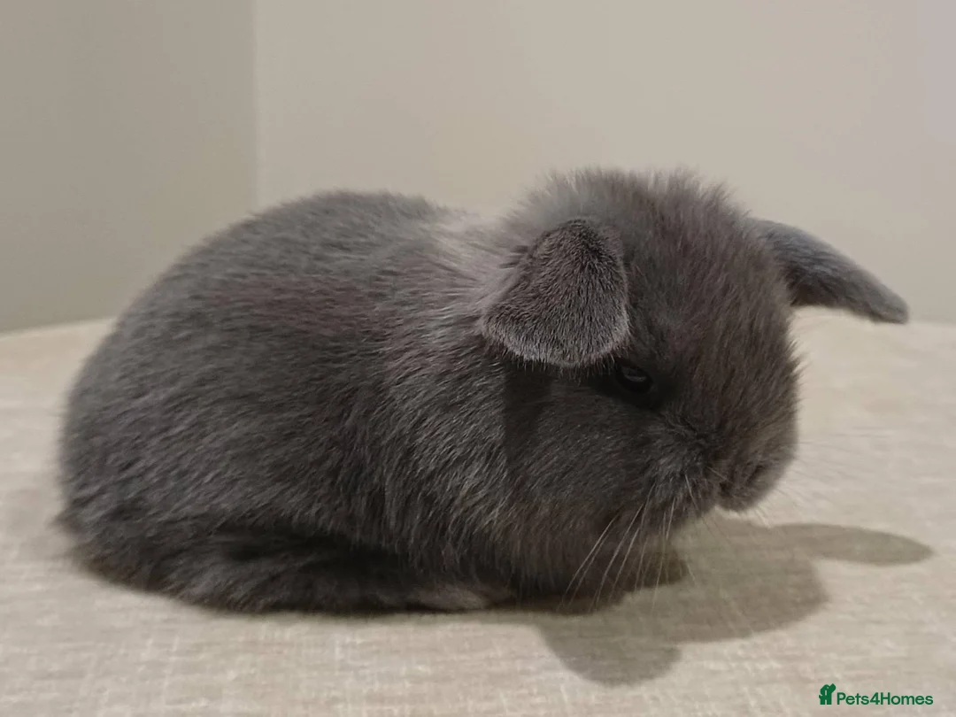 Mini Lop rabbits for sale: Baby Eclipse is ready to reserve!! - Advert 2