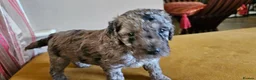 Cockapoo dogs for sale: F1b Cockapoos incl. Merle and Roans - Advert 26