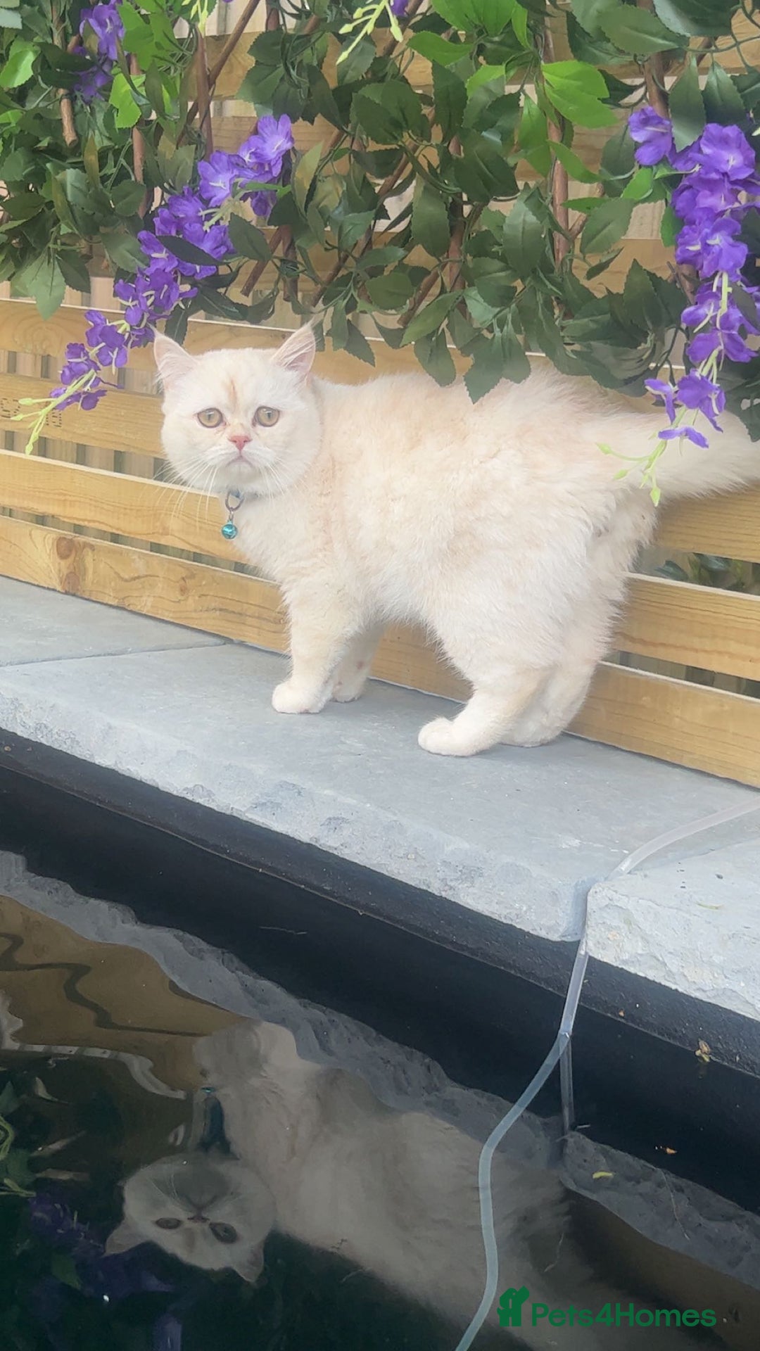 Persian cats for sale: Beautiful Persian for sale  - Advert 6