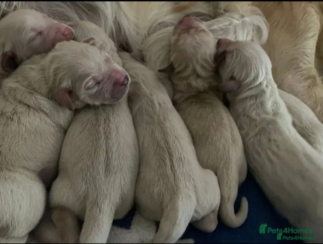 Golden Retriever dogs for stud:   ICT CLEAR Proven Golden Retriever for stud in Manchester - Advert 17