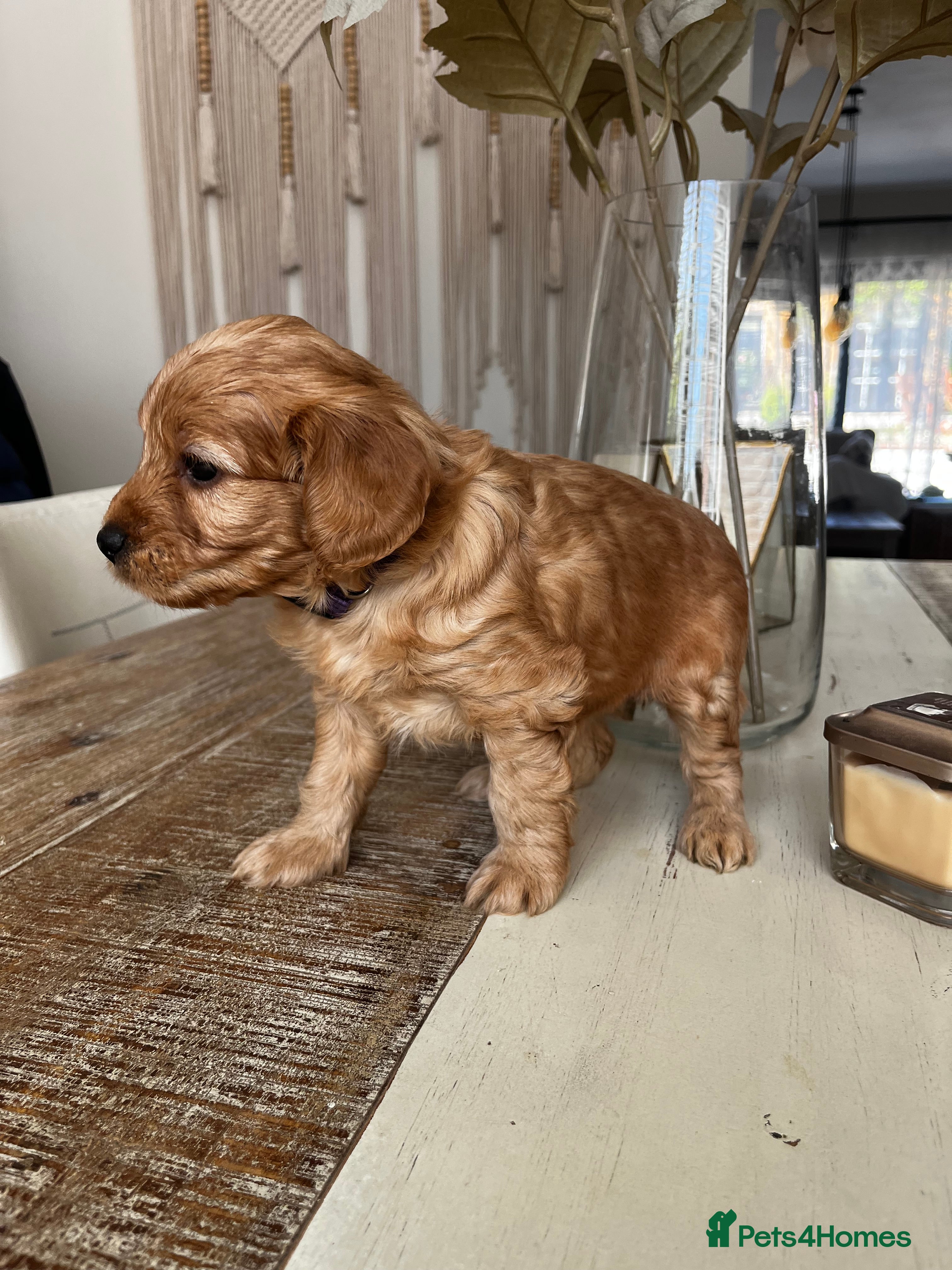 Cockapoo dogs Miniature f1b Cockapoo DNA clear 🐶  - Advert 2