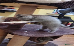British Shorthair cats for sale: Britsh shorthair Pure blue boys  - Image 5