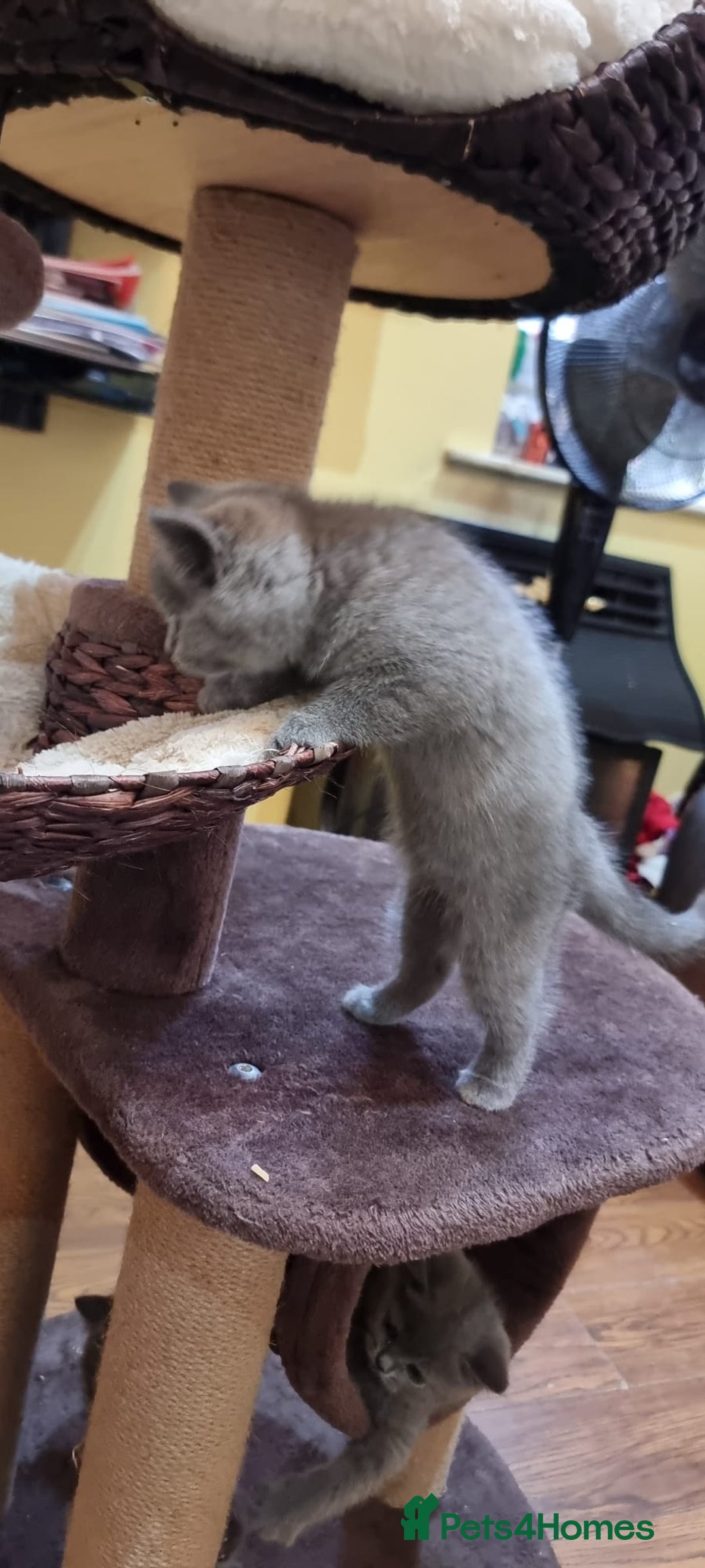 British Shorthair cats for sale: Britsh shorthair Pure blue boys  - Image 5