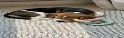 Beagle dogs for sale: Beautiful beagle girl puppy  in Basildon - Advert 5