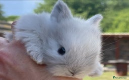 Lionhead rabbits for sale: Baby Lionhead bunnies ! Ready to be reserved ! - Image 7