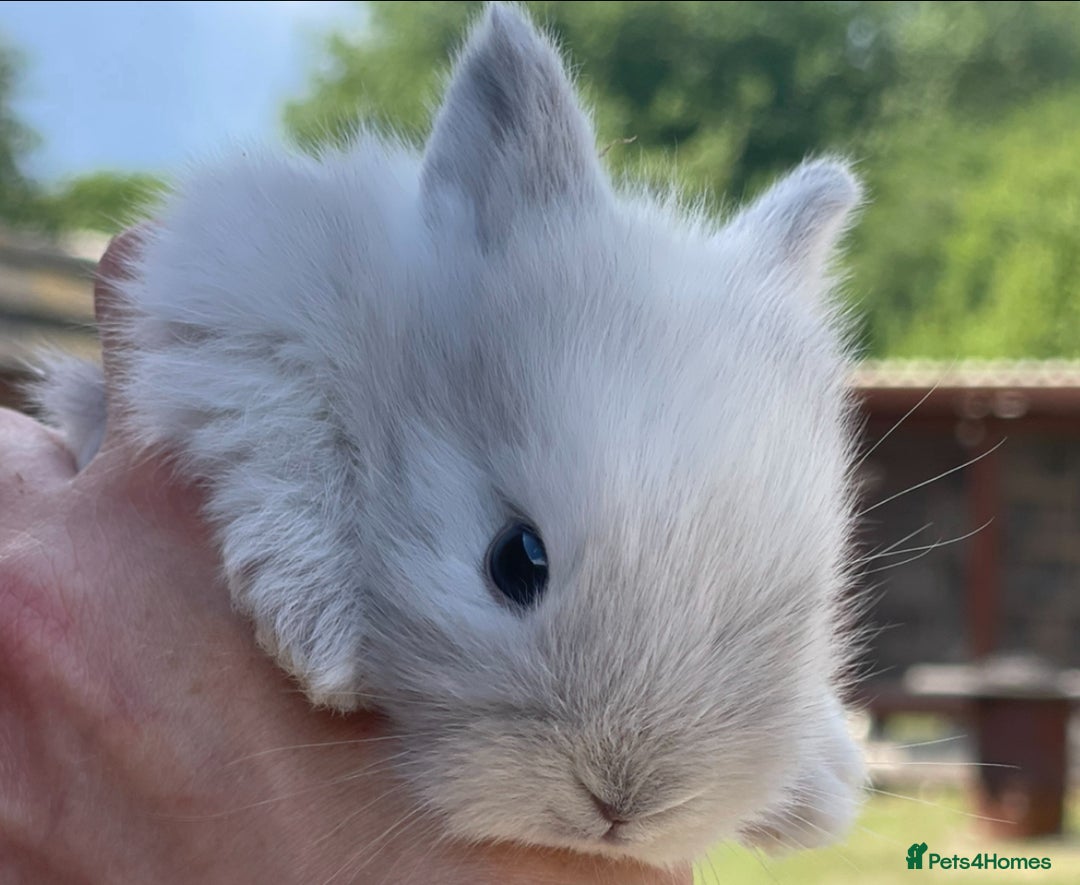 Lionhead rabbits for sale: Baby Lionhead bunnies ! Ready to be reserved ! - Image 7