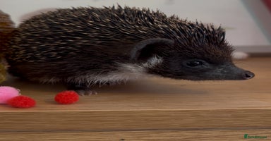 Pygmy Hedgehog rodents - Advert 2