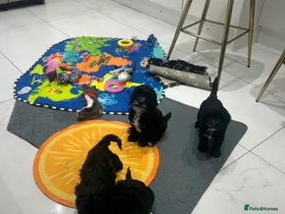 Cockapoo dogs Show type fully suited F1 Cockapoos - Advert 11