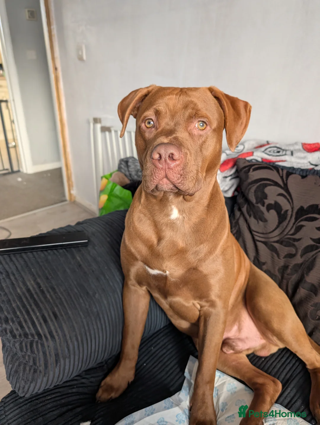 American Bulldog dogs for stud: Erebus  - Advert 1