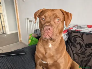 American Bulldog dogs Erebus - Advert 4