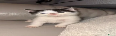 Domestic Shorthair 1