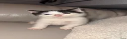 Domestic Shorthair cats for sale: Beautiful black and white cat - Male - Advert 2