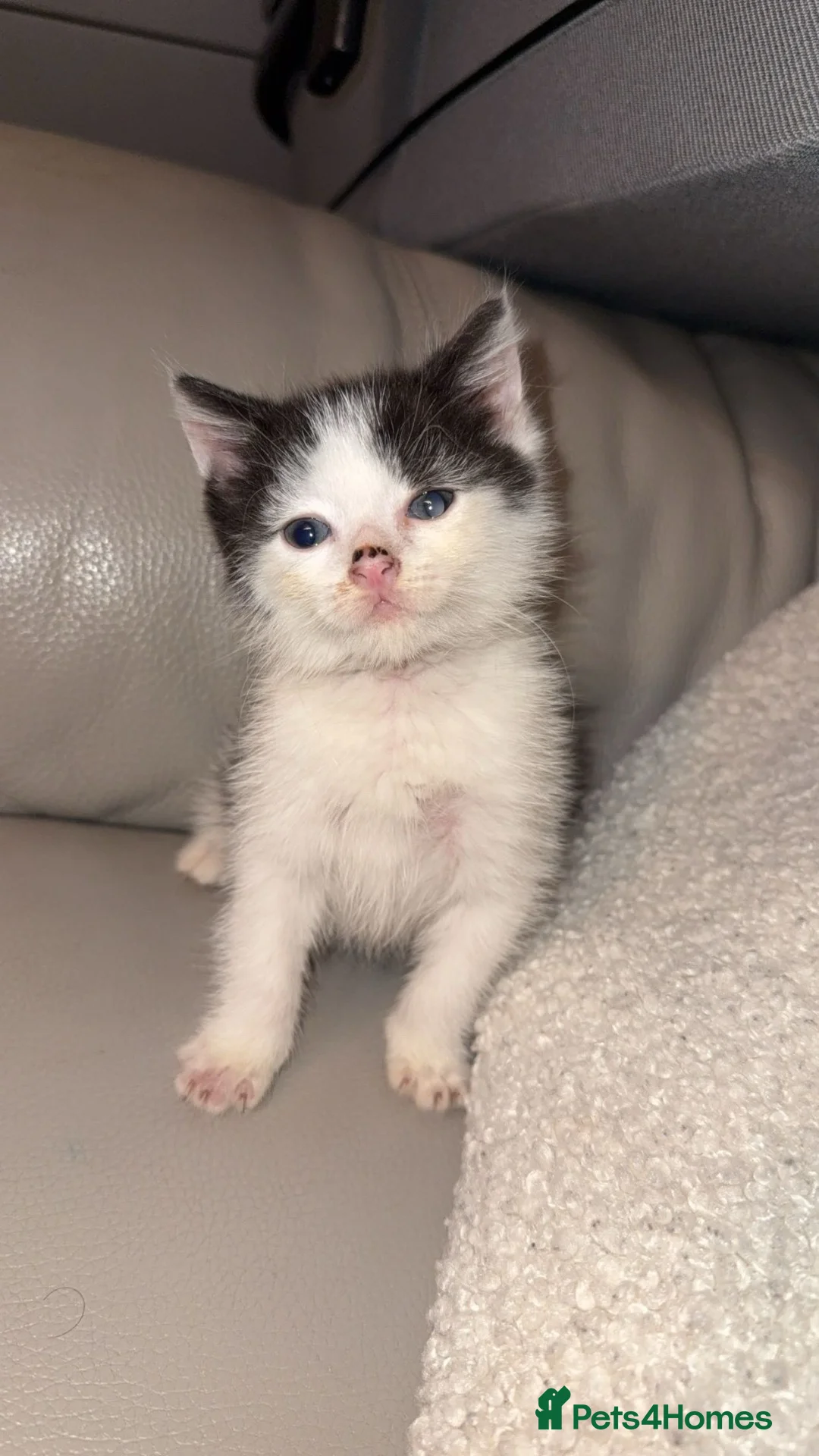 Domestic Shorthair cats for sale: Beautiful black and white cat - Male - Advert 2