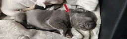 French Bulldog dogs for sale: Beautiful French Bulldog puppies 🐶 - Advert 26