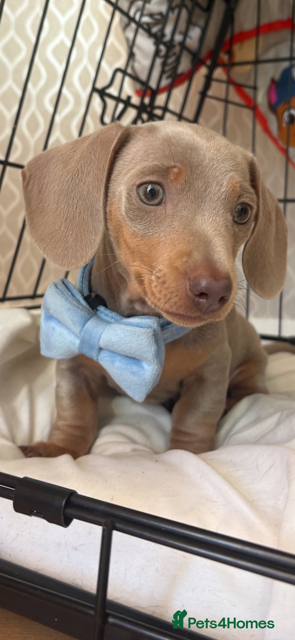 Miniature Dachshund dogs Baby Bertie  - Advert 5