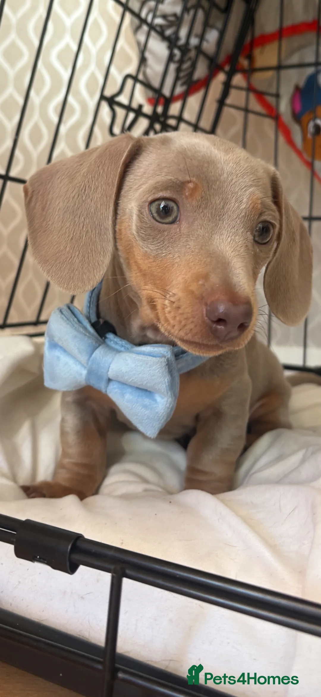 Miniature Dachshund dogs for sale: Baby Bertie  - Advert 1