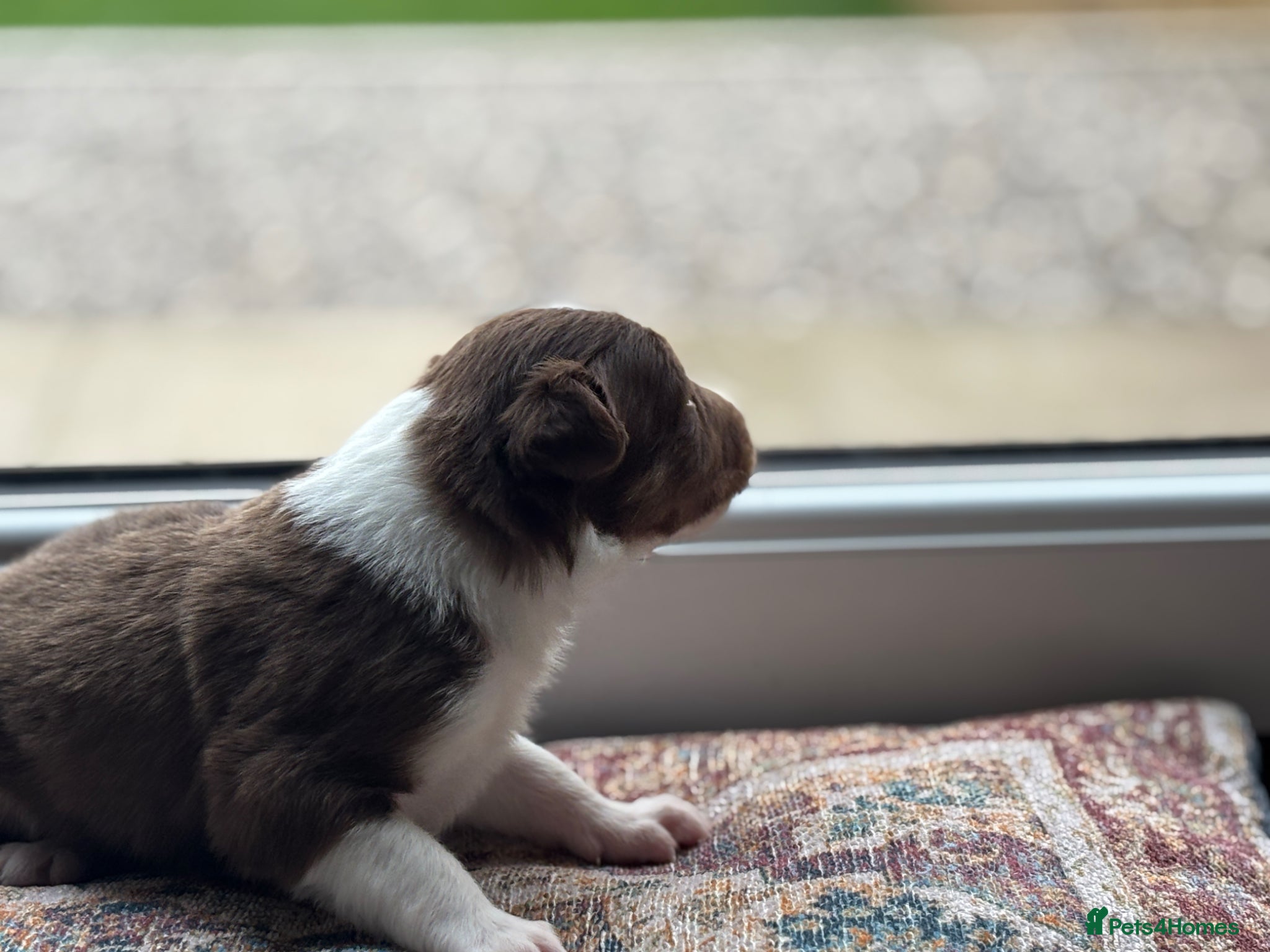 Border Collie dogs Exceptional Border collie pups  - Advert 13