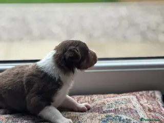 Border Collie dogs Exceptional Border collie pups - Advert 13