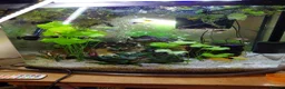 Mollies fish for sale: Molly fish juveniles  in Castle Douglas - Advert 1