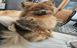 Pomeranian dogs for sale: KC registered  ** mall black Pomeranian Boys - Image 12