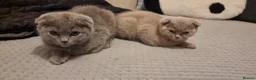Scottish Fold cats for sale: Two Gorgeous kittens left 🐾😻🐾 - Advert 11