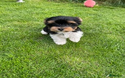 Yorkshire Terrier dogs for sale: York puppies for sale - Image 15