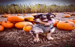 Pug dogs for sale: Beautiful fluffy pug - Image 3