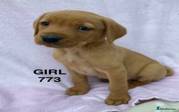 Labrador Retriever dogs for sale: Labrador Retriever - Image 29