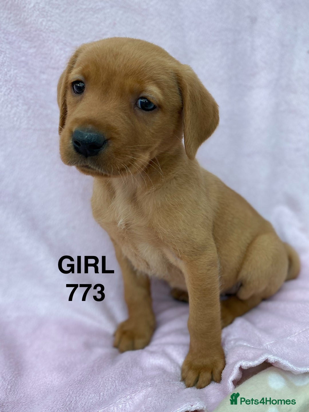 Labrador Retriever dogs for sale: Labrador Retriever - Image 29
