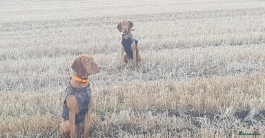 Hungarian Vizsla dogs - Advert 4