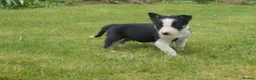 Border Collie dogs for sale: Registered Border Collie Puppies for sale - Advert 7