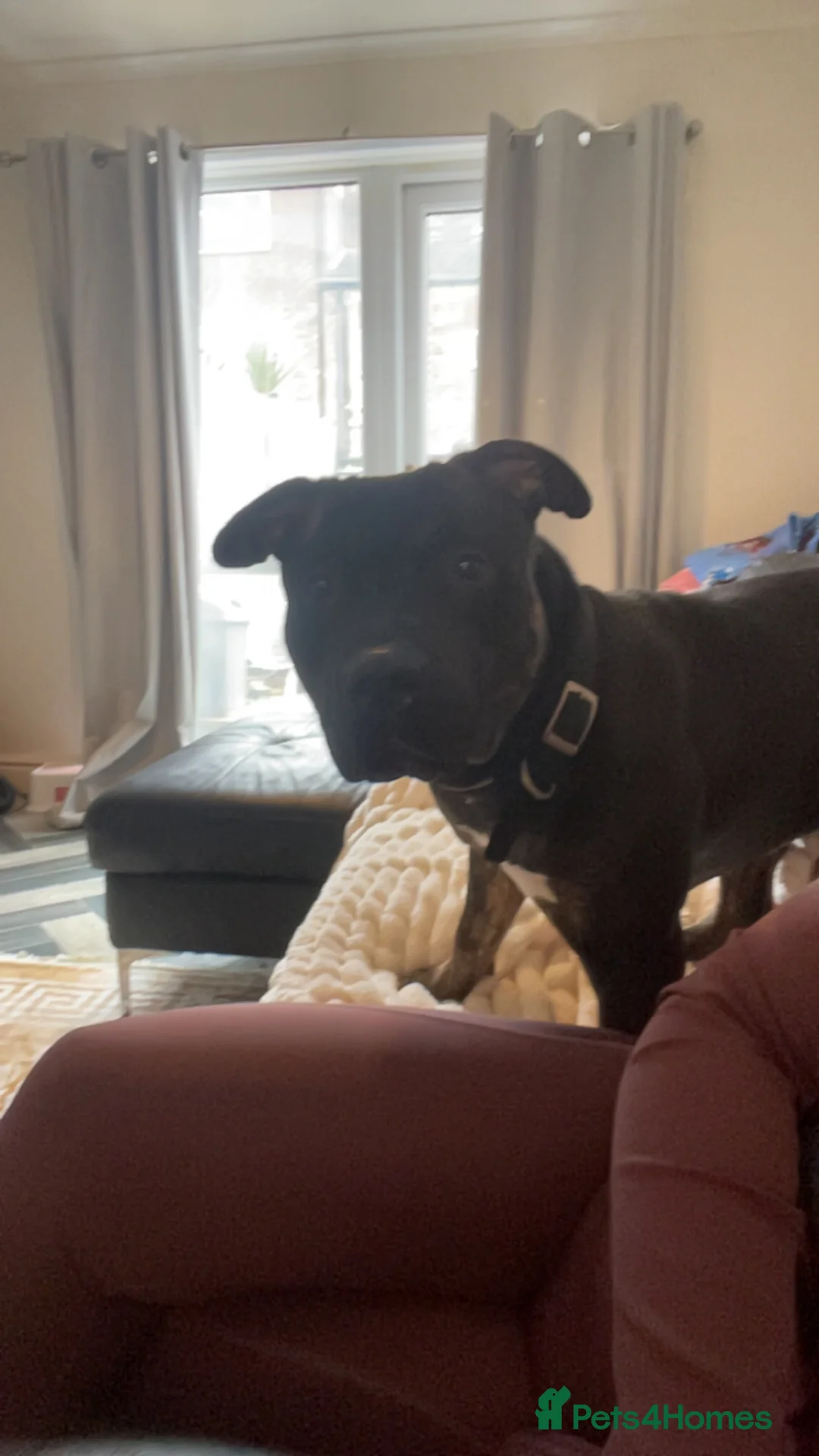 Staffordshire Bull Terrier dogs for sale: 1 year old staffy  in Nottingham - Advert 1