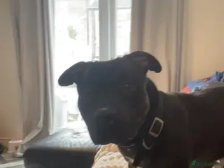 Staffordshire Bull Terrier dogs 1 year old staffy in Nottingham - Advert 1