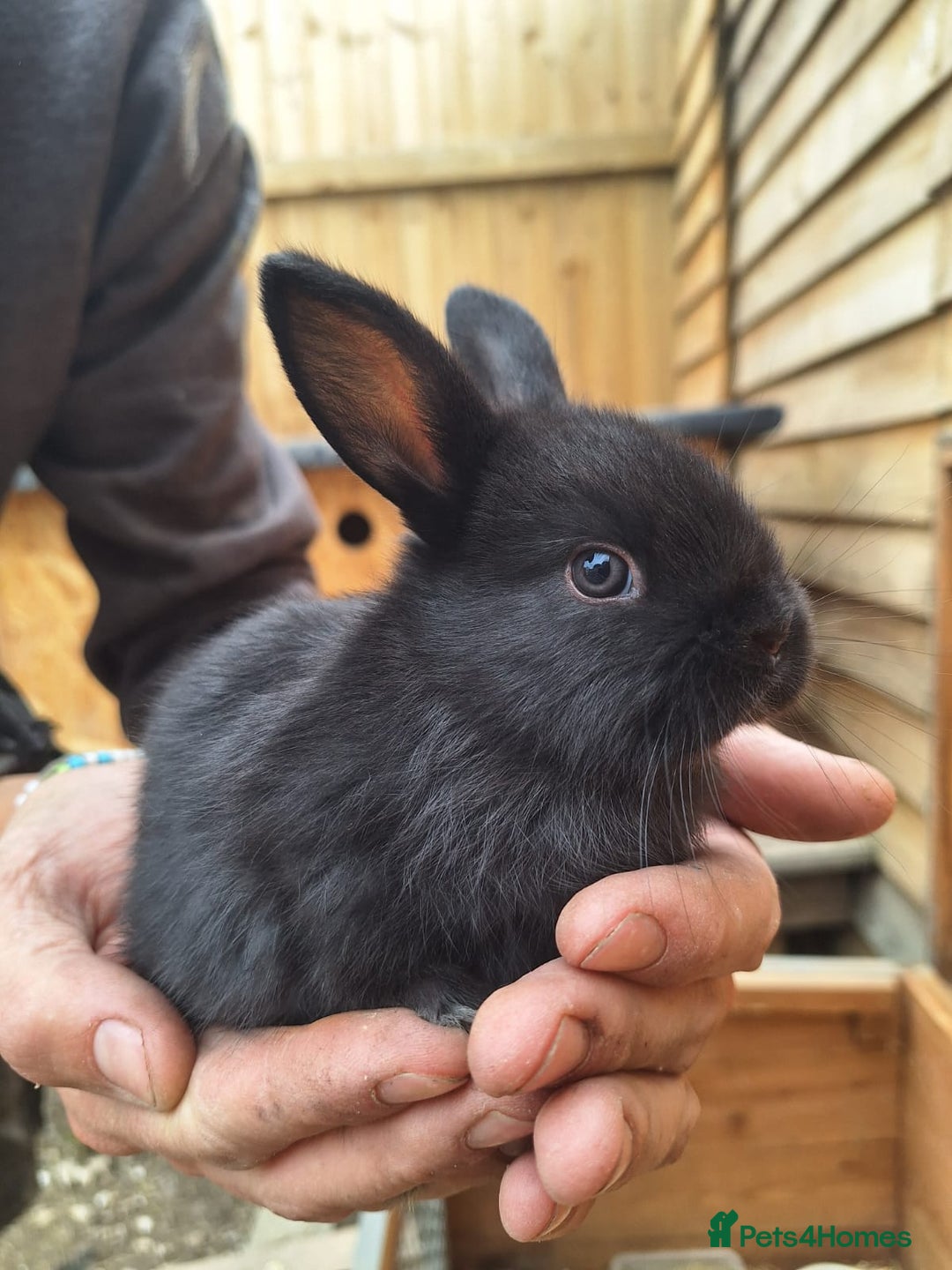 Mixed Breed rabbits for sale: Baby bunnies - Image 5