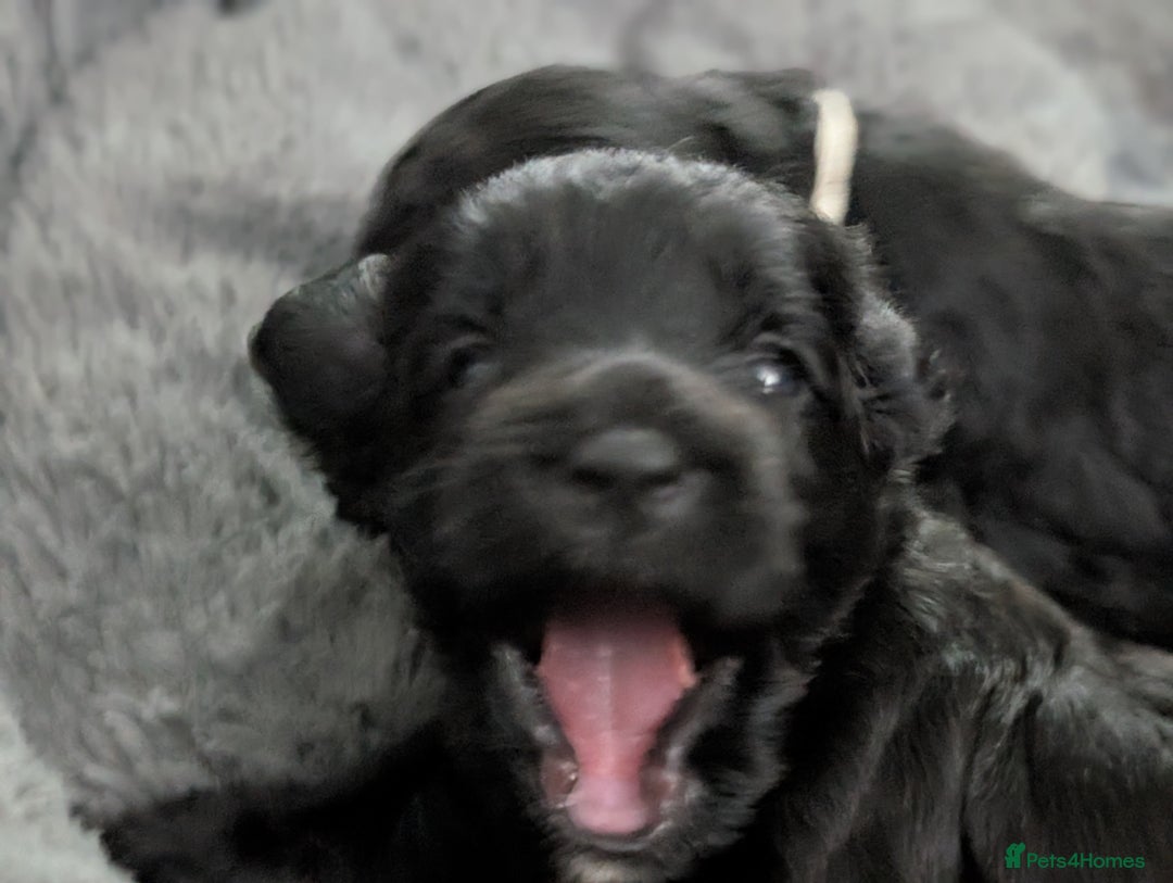 Cockapoo dogs for sale: We have Four Beautiful Cockerpoo Puppies Available - Image 26
