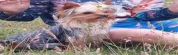 Yorkshire Terrier dogs for stud: two beautiful boys in Eastleigh - Advert 4