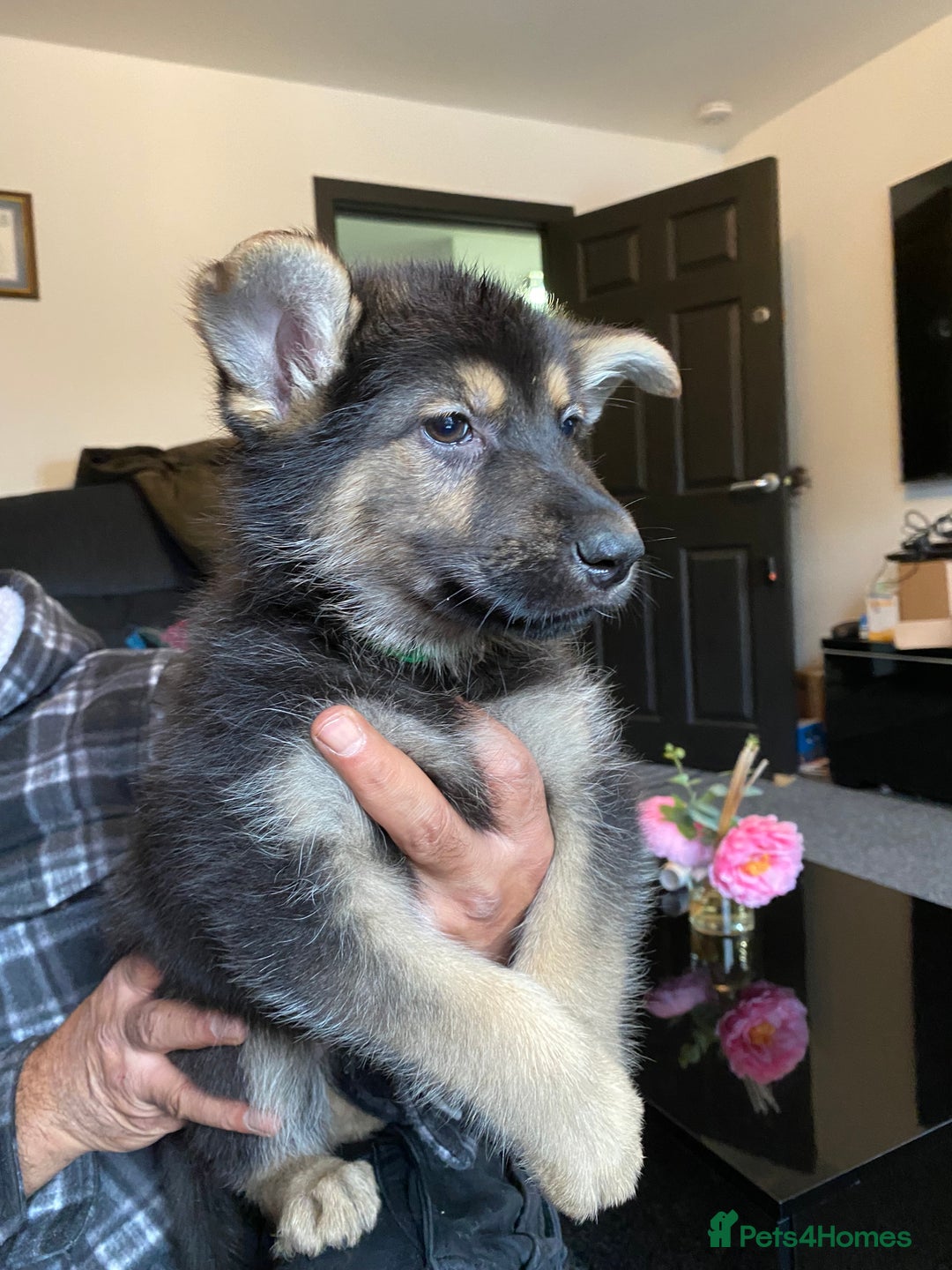 German Shepherd dogs for sale: Gorgeous German Shepherd puppies - Image 1