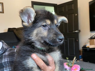 German Shepherd dogs - Advert 33