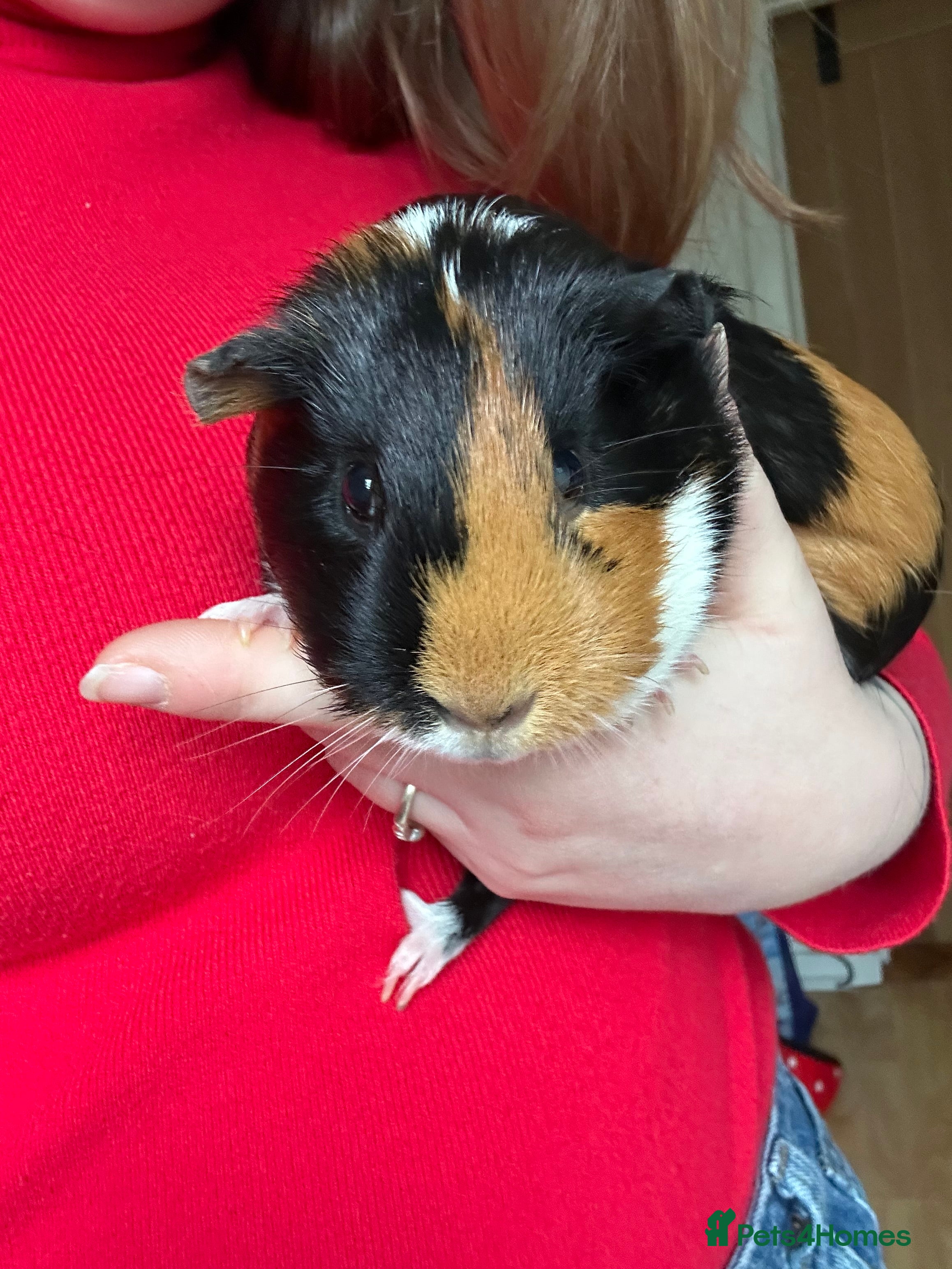 Guinea Pig rodents Guinea pigs and cage - Advert 1