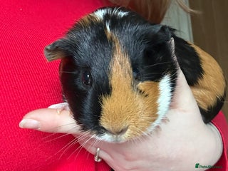 Guinea Pig rodents Guinea pigs and cage - Advert 1