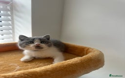 British Shorthair cats for sale: 🐻 Beautiful Teddy Bear BSH and BLH 🐻 - Image 5