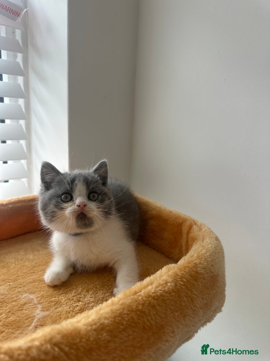 British Shorthair cats for sale: 🐻 Beautiful Teddy Bear BSH and BLH 🐻 - Image 5