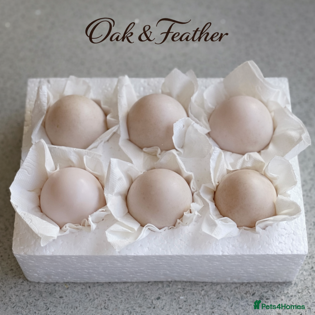 Ducks poultry 6 Harlequin Hatching Eggs *True Breed* - Advert 4