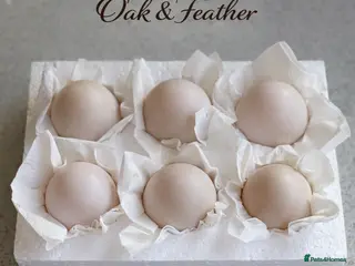 Ducks poultry 6 Harlequin Hatching Eggs *True Breed* - Advert 4