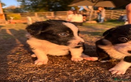 Border Collie dogs for sale: 10 Beautiful Border Collie Puppies - Image 6