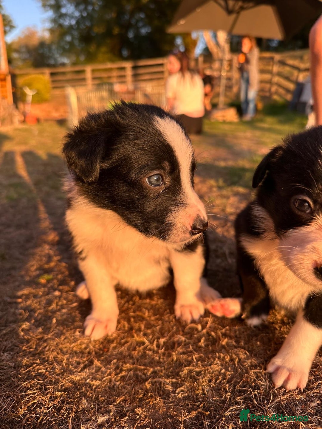 Border Collie dogs for sale: 10 Beautiful Border Collie Puppies - Image 6