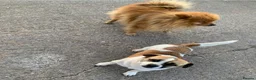 Mixed Breed dogs for sale: Puppies for sale - Advert 6