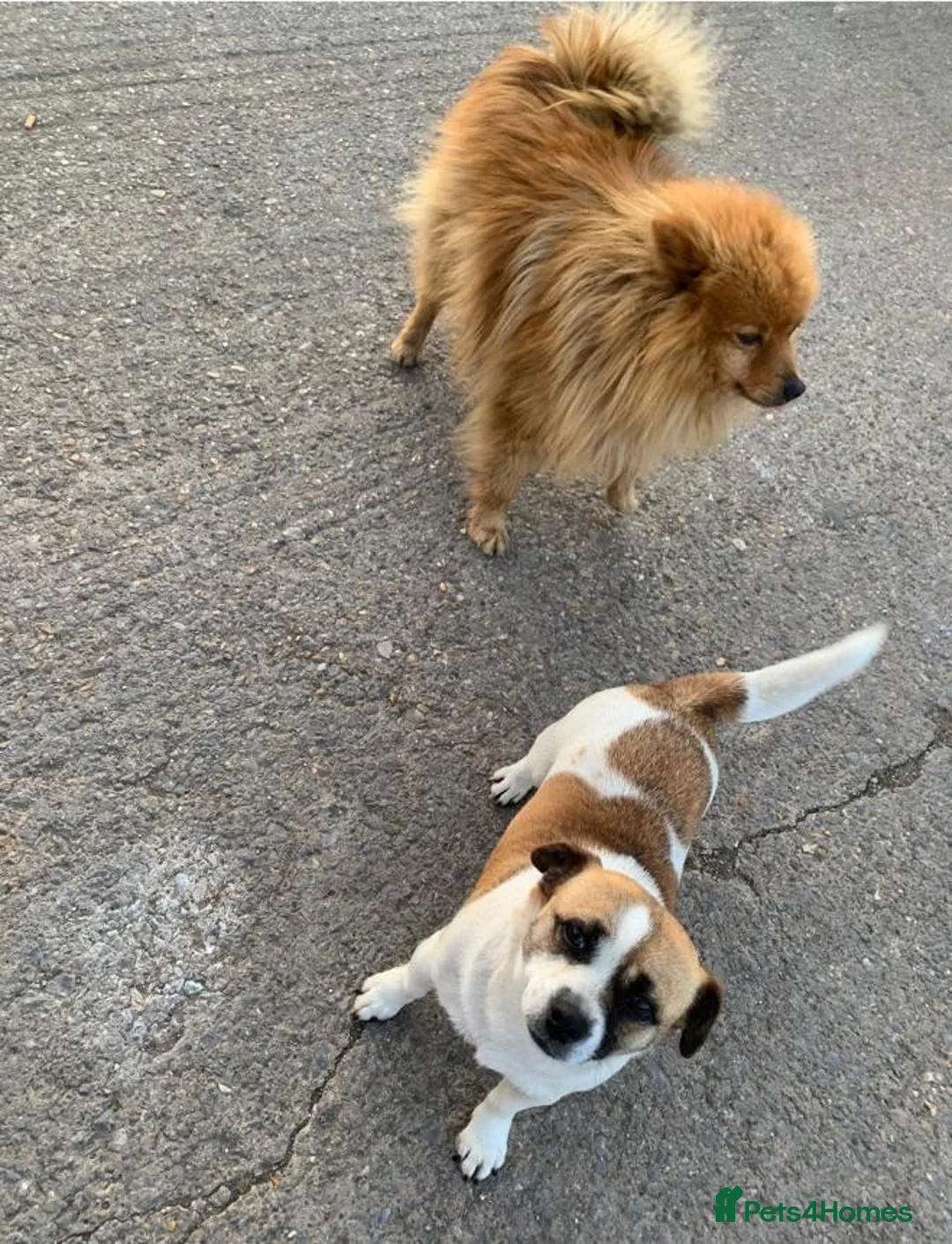 Mixed Breed dogs for sale: Puppies for sale - Advert 6