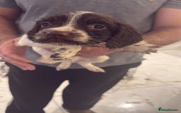 English Springer Spaniel dogs for sale: Beautiful Springer Spaniel working line - Advert 23