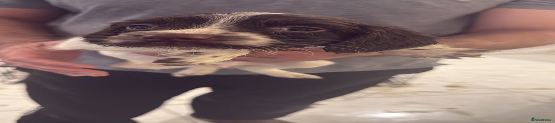 English Springer Spaniel Puppy 2